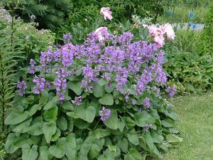 Stachys grandiflora (Big Betony)