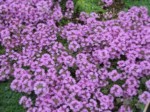 Thymus serpyllum (Creeping Thyme)