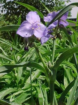 Tradescantia subaspera (Zigzag Spiderwort)