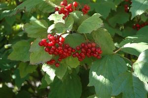 Viburnum trilobum (American Cranberry)