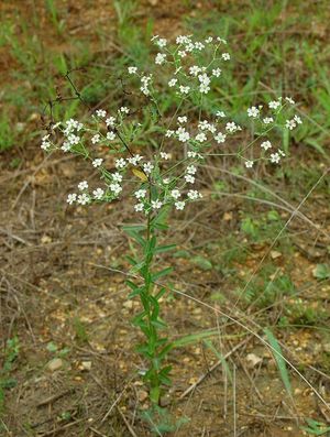 Euphorbia corolatta (Flowering Spurge)