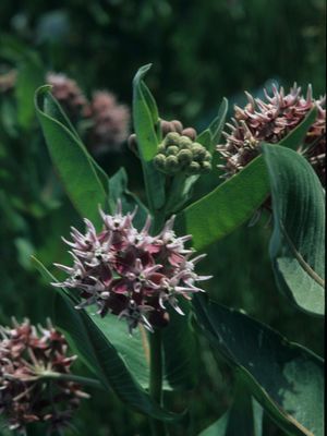 Asclepias speciosa (Showy Milkweed)