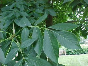 Carya laciniosa (Big Shagbark Hickory)