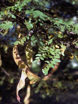 Gleditsia triacanthos (Honey Locust)