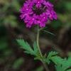 Glandularia canadensis