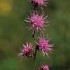 Liatris aspera