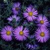 Symphyotrichum oblongifolium