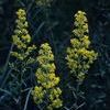 Solidago speciosa