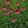 Echinacea purpurea