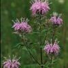 Monarda fistulosa