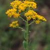 Solidago rigida