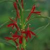 Lobelia cardinalis