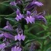 Lobelia siphilitica