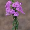 Phlox maculata