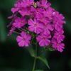 Phlox paniculata