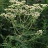 Eupatorium perfoliatum