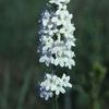 Penstemon tubaeflorus