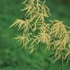 Aruncus dioicus