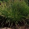 Carex stricta