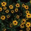 Rudbeckia fulgida