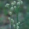 Eryngium yuccifolium