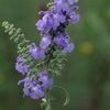 Salvia azurea