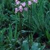 Dodecatheon meadia