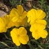 Oenothera macrocarpa