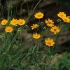 Coreopsis lanceolata