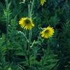 Silphium laciniatum