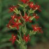 Silene regia