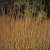 Andropogon gerardi