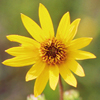 Helianthus occidentalis