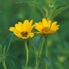 Heliopsis helianthoides