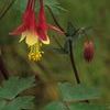 Aquilegia canadensis