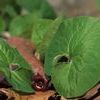 Asarum canadense