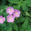 Geranium maculatum