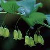 Polygonatum biflorum