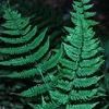 Athyrium filix-femina