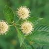 Cephalanthus occidentalis