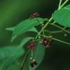 Euonymus atropurpureus