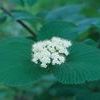 Viburnum dentatum