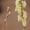 Salix humilis