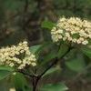 Viburnum prunifolium