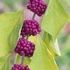 Callicarpa americana