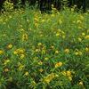 Hypericum prolificum