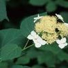 Hydrangea arborescens