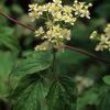 Clematis virginiana