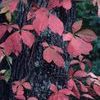 Parthenocissus quinquefolia