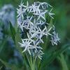 Amsonia illustris